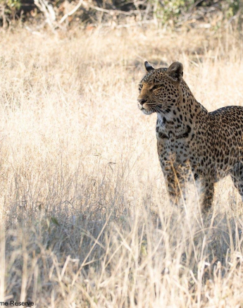 02andries Leopard.ntsumi 300621 5 Final 02andries Leopard.ntsumi 300621 5 Final