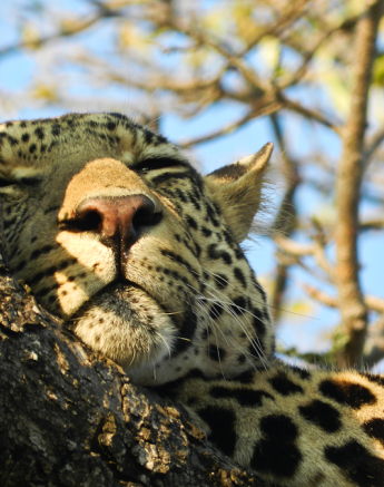 Leopard 5 Leopard 5