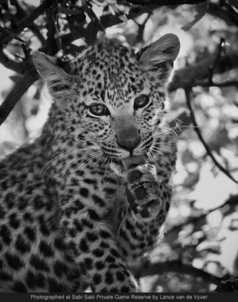 10321794 700683389979315 1702209908779630326 O