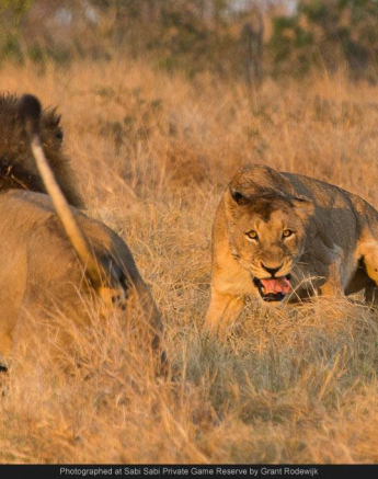 1907880 715572575157063 2699884235732710970 O