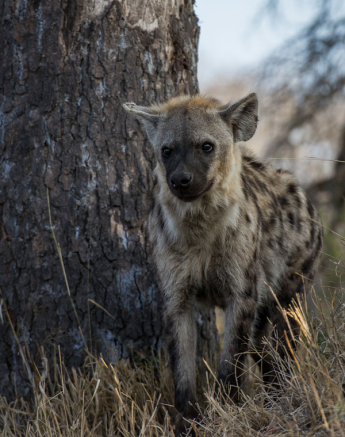 Hyena1 Hyena1