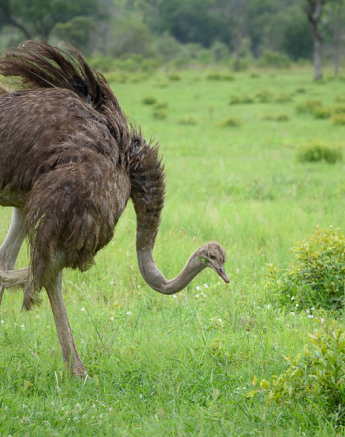 Mike Palmer Ostrich Mike Palmer Ostrich