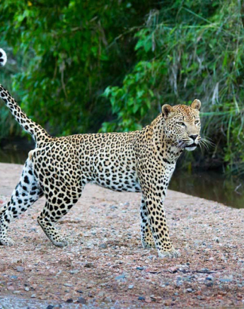 Maxabeni 01 Maxabeni 01