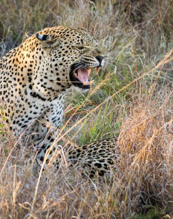 Kosie Lategn Leopard Blog Kosie Lategn Leopard Blog