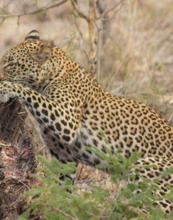 06Dylan Leo Smith Kigelia 06Dylan Leo Smith Kigelia