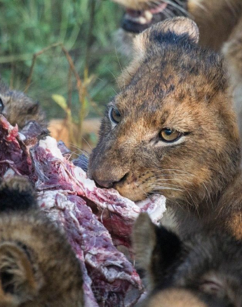 10Kevan Dobbie SP Kill 2 Final