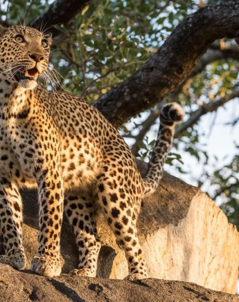 19Terry Ennever Kigelia 29317 2 Final 19Terry Ennever Kigelia 29317 2 Final