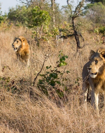 27Franscois Rosslee Youngmales1 Final