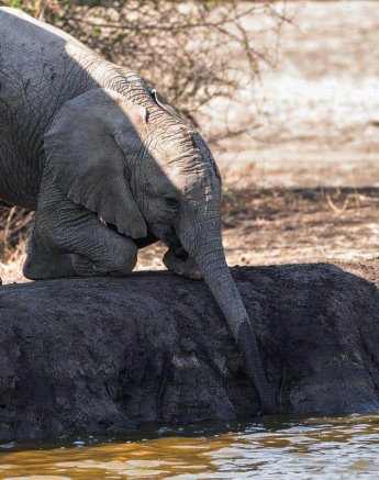 24Frederik Aucamp Elephants Drinking 30 10 2018 1 Ps Final 24Frederik Aucamp Elephants Drinking 30 10 2018 1 Ps Final