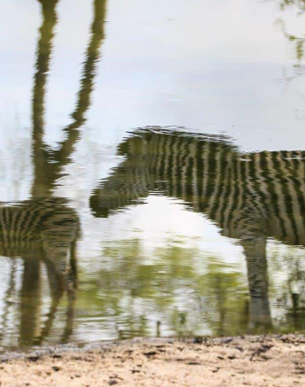 42Louise Murray Zebra Reflection 10112018 Final 42Louise Murray Zebra Reflection 10112018 Final