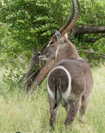 31Kerry Lee Roberg WB Male Final