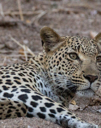 16Louise Murray Kigelia 31072019 2 Final 16Louise Murray Kigelia 31072019 2 Final