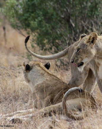 27Andries Ndlovu 031119 Mangelelioness 3 Final 27Andries Ndlovu 031119 Mangelelioness 3 Final