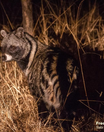 02Frederik Aucamp African Civet 23 10 2019 2 Final 02Frederik Aucamp African Civet 23 10 2019 2 Final