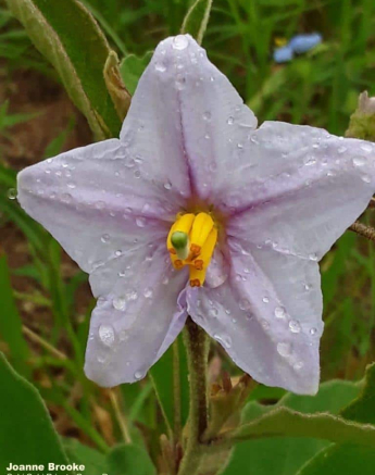 01Joanne Brooke Bitter Apple Solanum Panduriforme Final 01Joanne Brooke Bitter Apple Solanum Panduriforme Final