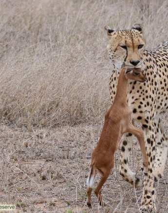 05andries Ndlovu Cheetah 191119 1 Final