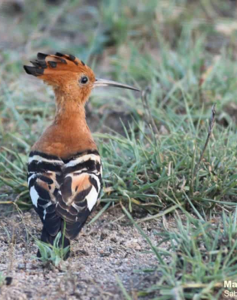 11Marco Vietti African Hoopoe 291120 Final 11Marco Vietti African Hoopoe 291120 Final