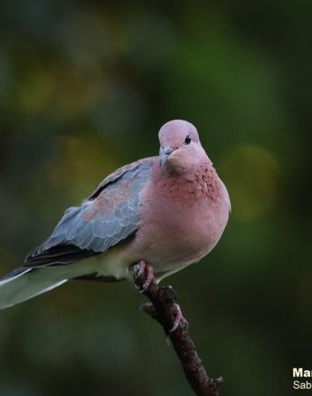 01Marco Vietti Laughing Dove 280220 Final