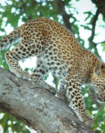 05Ally Ross 20210201 Ntsumi Cub 07 Final