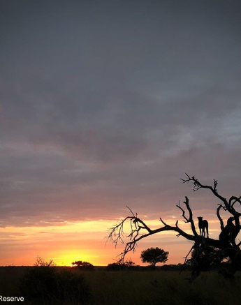 37Ruth Berning 3 Cheetah 25032021 1  Final 37Ruth Berning 3 Cheetah 25032021 1  Final