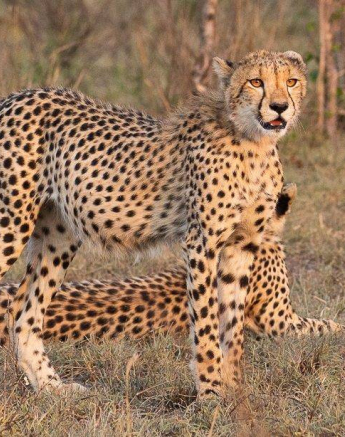 11andries Cheetah.cubs 191120 1 Final 11andries Cheetah.cubs 191120 1 Final