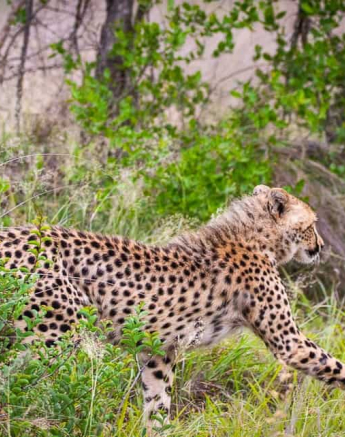 08andries Cheetah.blog 221120 7 Final 08andries Cheetah.blog 221120 7 Final