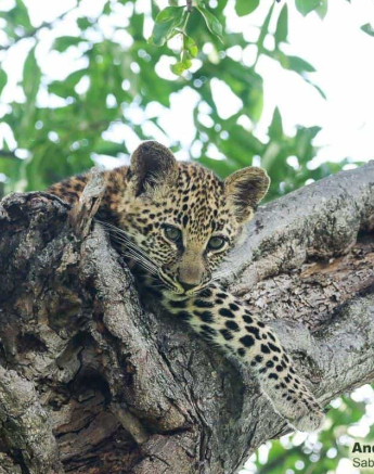 01andries Leopardcub.ntsumi 1 Final 01andries Leopardcub.ntsumi 1 Final