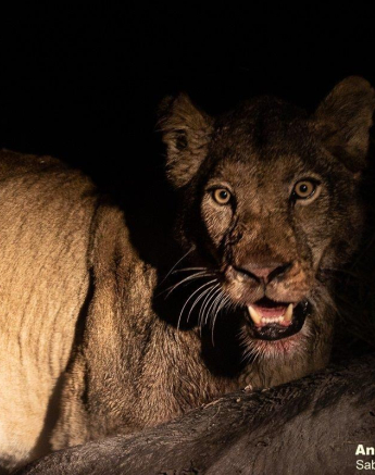 B14andries Lions.mangeni Blog 1 Final B14andries Lions.mangeni Blog 1 Final