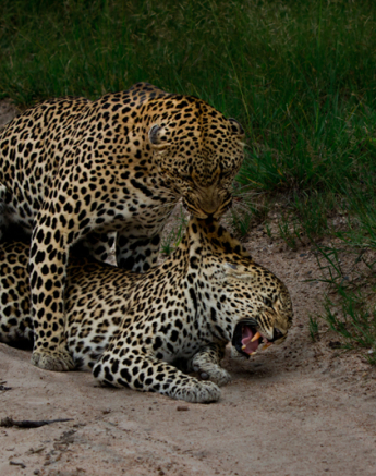 S Leopards 8 S Leopards 8
