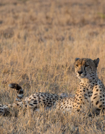 Male Cheetah 2 Male Cheetah 2