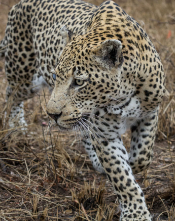 Sandriver Male 2 Sandriver Male 2