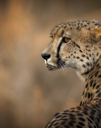 Cheetah 01 Pravir Cheetah 01 Pravir
