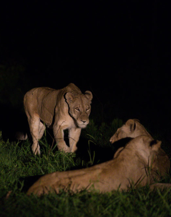 Southern Pride Split 01 Pravir