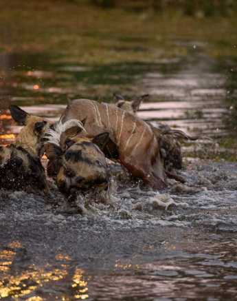 11Mike Palmer Wild Dog Kill 5 11Mike Palmer Wild Dog Kill 5