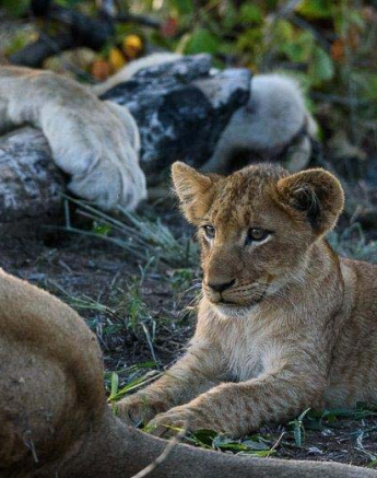 16Mike Palmer Lion Cub 160416 1 16Mike Palmer Lion Cub 160416 1