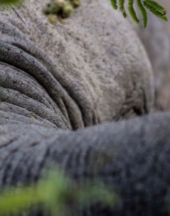 26Tayla McCurdy Elephant Close Up 7 May 16 1 Of 2 26Tayla McCurdy Elephant Close Up 7 May 16 1 Of 2