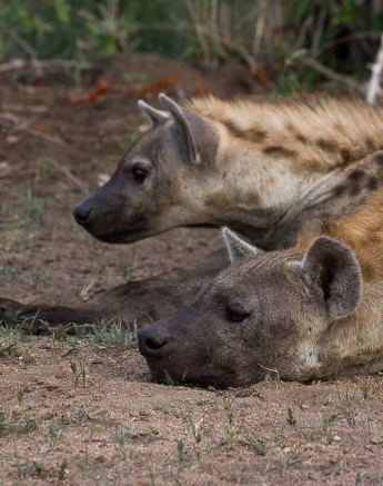 15Franscois Rosslee Hyenas Final 15Franscois Rosslee Hyenas Final