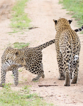 24Franscois Rosslee Max6 Final 24Franscois Rosslee Max6 Final