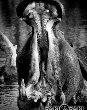 16Kyle 10 Oct Yawning Hippo 2 Final 16Kyle 10 Oct Yawning Hippo 2 Final