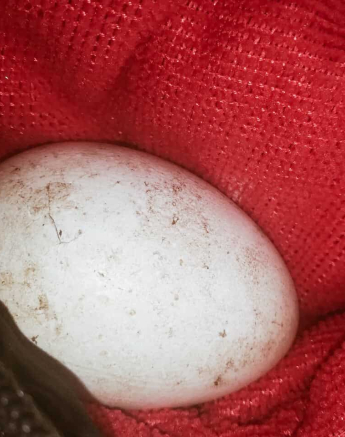 03Cracked Egg 03Cracked Egg