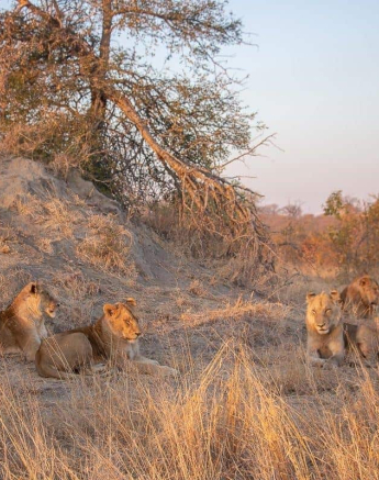 20Frederik Aucamp SP Lions Plus 2 Talamati Males 11 07 2019 2 Final 20Frederik Aucamp SP Lions Plus 2 Talamati Males 11 07 2019 2 Final