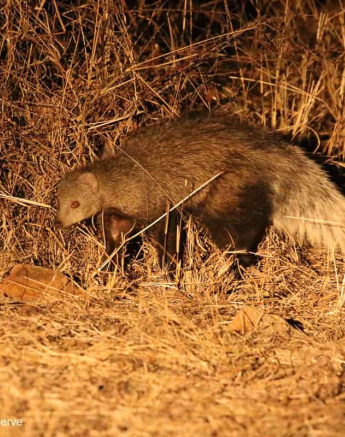 03Steff McWilliam White Tailed Mongoose 07102019 3 Final 03Steff McWilliam White Tailed Mongoose 07102019 3 Final