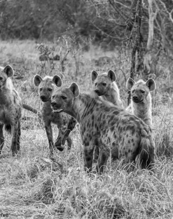 09Kevin Van Der Linde Hyena 2992018 4 Final 09Kevin Van Der Linde Hyena 2992018 4 Final