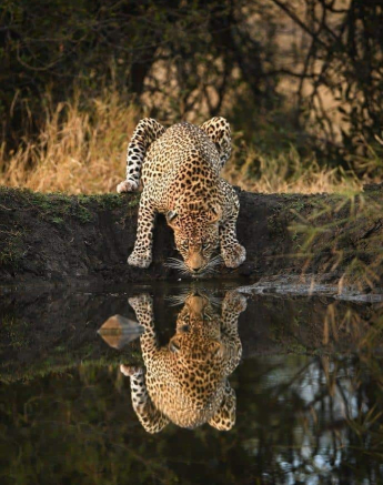 18Ally Ross 20200709 Nweti 02 Portrait Final