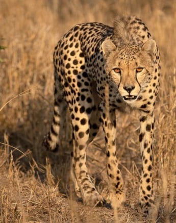 37Tyron Van Der Walt Male Cheetah 230820 2 Edit Final 37Tyron Van Der Walt Male Cheetah 230820 2 Edit Final