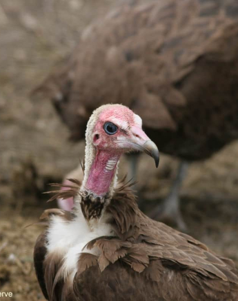 10Erin Herbst Hooded Vulture 2 281120 Final 10Erin Herbst Hooded Vulture 2 281120 Final