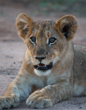 26Ally Ross 20210314 SP Cub 03 Final