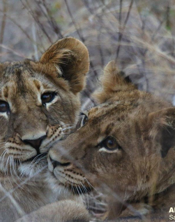 A03Ally Ross 20210807 SP Cubs 01 Final