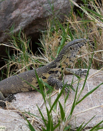 A12Amy Leigh Water Monitor 290322 Final A12Amy Leigh Water Monitor 290322 Final