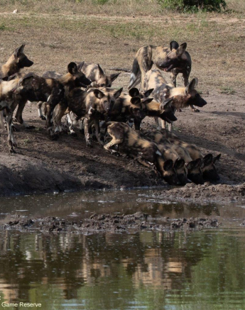 A14Jason Street Wilddog 021222 1. Final